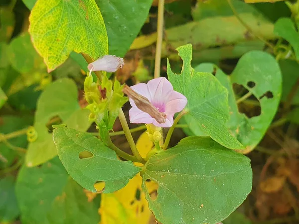 Güzel botanik fotoğrafı, doğal duvar kağıdı.