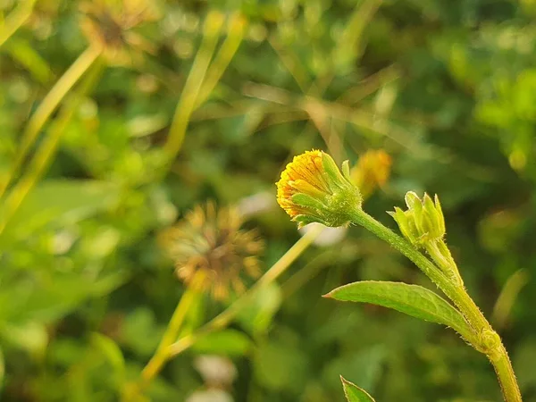 Bahçedeki güzel çiçekler