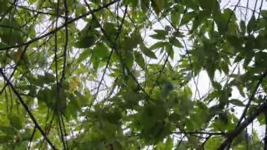 Ağaç dalları, bitki örtüsü.