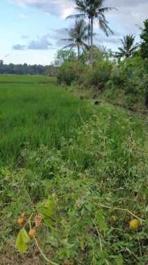 yeşil pirinç tarlaları ve yeşil yapraklar