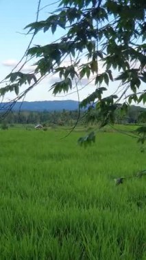 yeşil çimenler tarlada