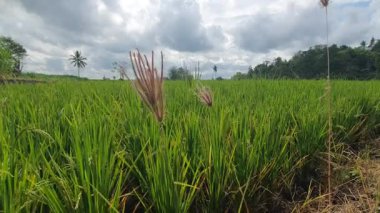 Kırsal manzarası çok güzel.