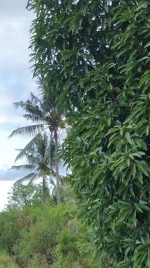 Yeşil yapraklar, hindistan cevizi ağaçları ve gökyüzü