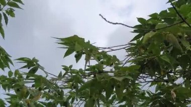 Ormanda yeşil yapraklar