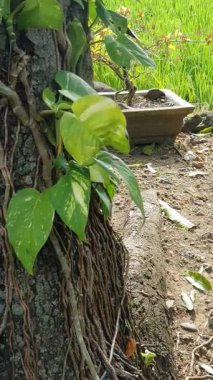 yeşil yapraklar doğada ve bitki örtüsünde