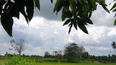 Ormanda yeşil ağaçlar