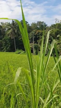 Kırsalda pirinç tarlası.