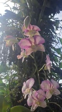 Bahçedeki güzel orkide çiçeği.