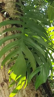 Bahçede yeşil muz yaprakları