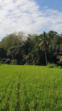 Bali 'deki güzel pirinç tarlaları