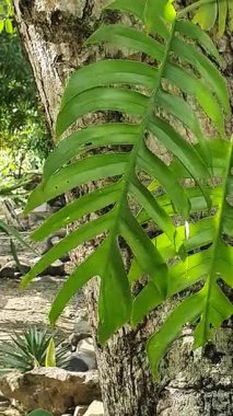 Bahçede yeşil yapraklar