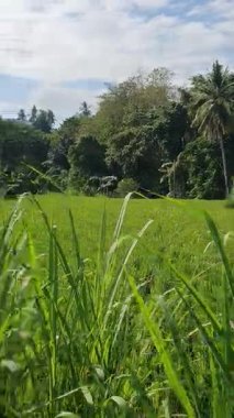 Mavi gökyüzü ile yeşil alan