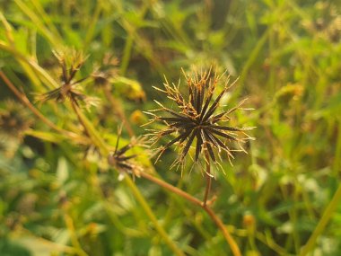 Güzel botanik fotoğrafı, doğal duvar kağıdı.