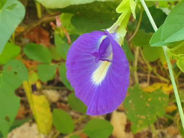 Bahçedeki mor çiçek