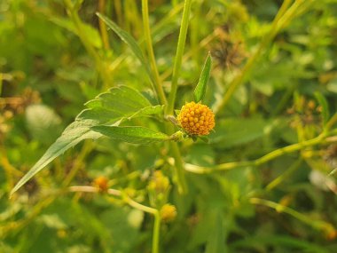 Bahçedeki güzel çiçekler