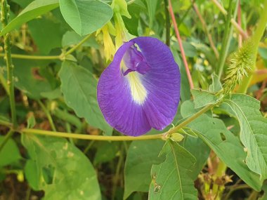 Bahçedeki güzel çiçekler