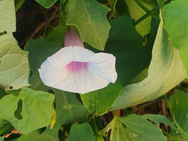 White pink flower in the garden