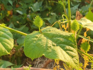 bir bitkinin yeşil yaprakları