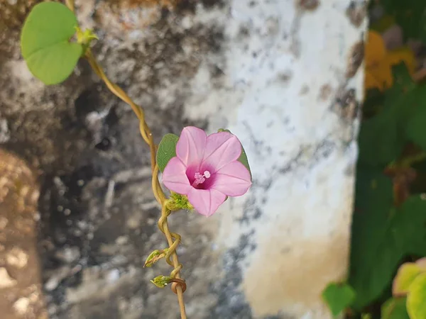 Bahçedeki güzel çiçekler
