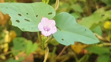 Güzel botanik fotoğrafı, doğal duvar kağıdı.