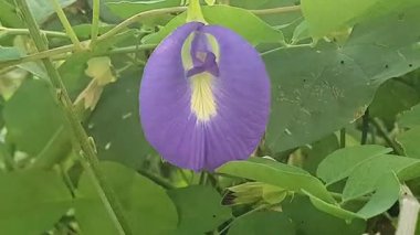 Yazın bahçede güzel bir çiçek