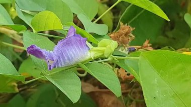 Bahçedeki güzel çiçeklerin manzarasını kapat.