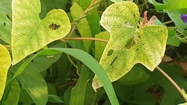 Bahçede yeşil yapraklar