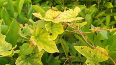 yeşil yapraklar, bitkiler ve yapraklar