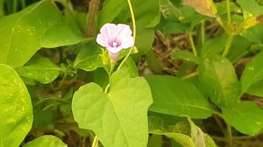 Bahçede yetişen güzel çiçekler
