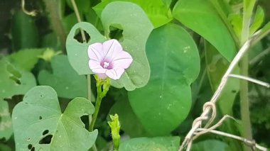 Güzel botanik fotoğrafı, doğal duvar kağıdı.