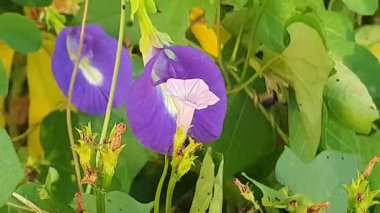 Bahçedeki güzel çiçekler