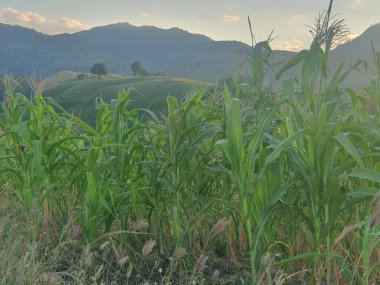 Geniş bir çim tarlası olan güzel bir manzara.