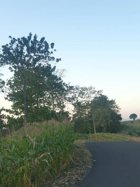 Ağacı ve dağı olan güzel bir manzara.