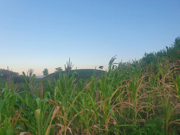 Mısır tarlası olan güzel bir manzara.