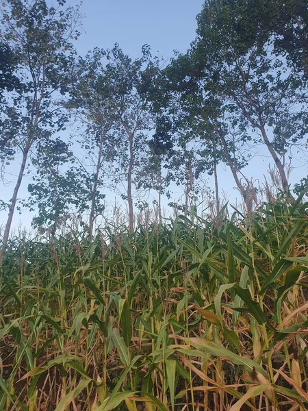 Köyde yeşil çimenler var. 