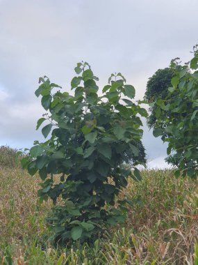 Bahçede yeşil yapraklar 