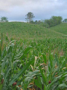 Yeşil yapraklar ve yeşil dağlar 