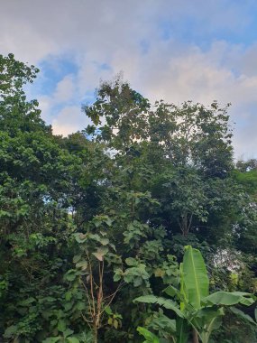 Sabah ormanın güzel manzarası