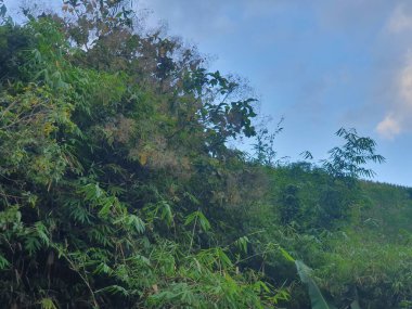 Ormanda güzel yeşil yapraklar