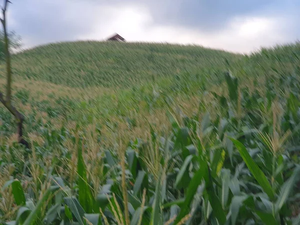 yeşil çimenler tarlada