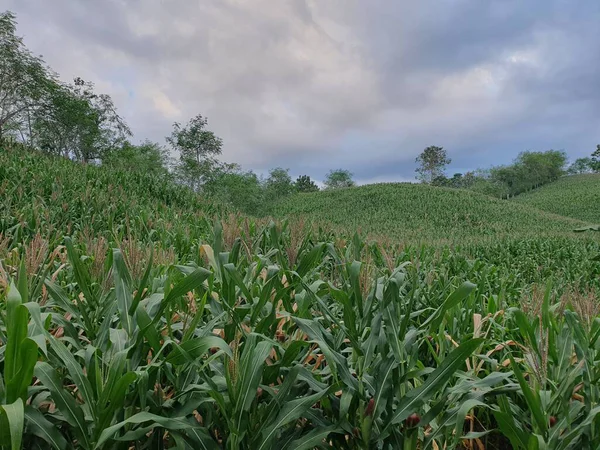 Yeşil çimenlerle ve bulutlu gökyüzüyle güzel bir manzara.