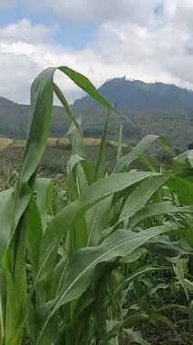 Kırsalda yeşil mısır tarlası