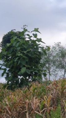 Güzel botanik fotoğrafı, doğal duvar kağıdı.