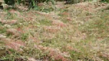 Güzel botanik fotoğrafı, doğal duvar kağıdı.