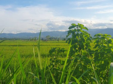 Mavi gökyüzü ve beyaz bulutlu yeşil alan