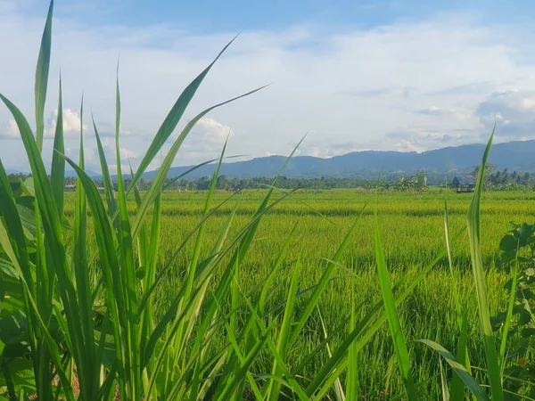 Endonezya kırsalındaki pirinç tarlaları 