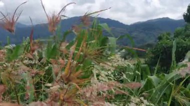 Dağları ve bulutlu gökyüzü olan güzel bir manzara.