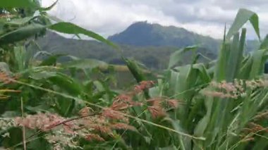 Güzel botanik fotoğrafı, doğal duvar kağıdı.