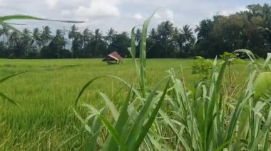 Sabah yeşil pirinç tarlası