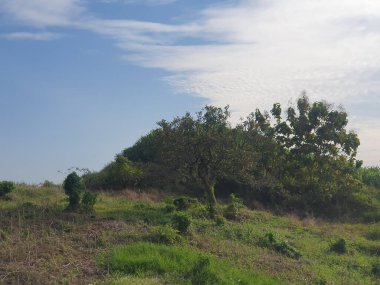 Ormanın güzel manzarası